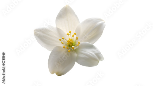 White jasmine flowers isolate on transparent background