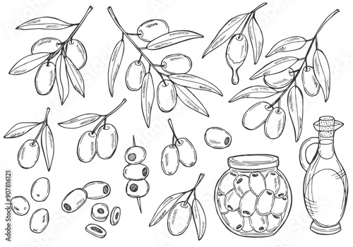 Olive hand drawn vector sketch set in doodle style isolated on white background. Olive line art set of branch, glass bottle of oil, olives on a stick.