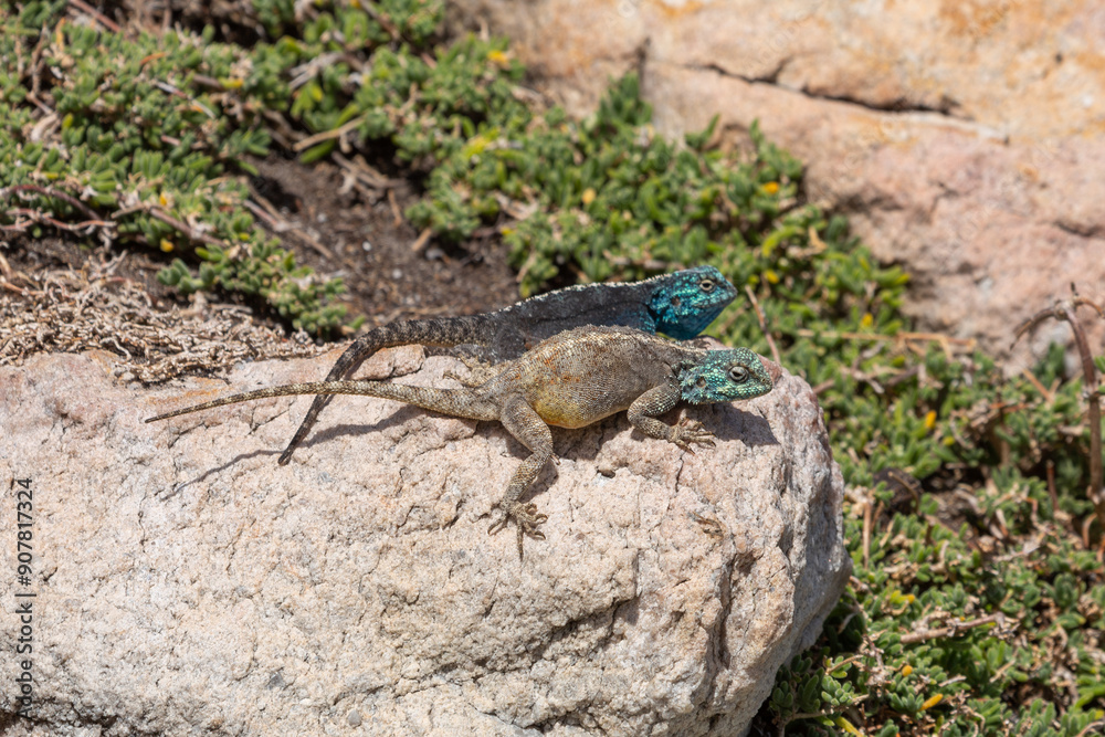Two southern Rock Agama (Agama atra) seen close to Betty's Bay in the Western Cape of South Africa Two southern Rock Agama (Agama atra) seen close to Betty's Bay in the Western Cape of South Africa