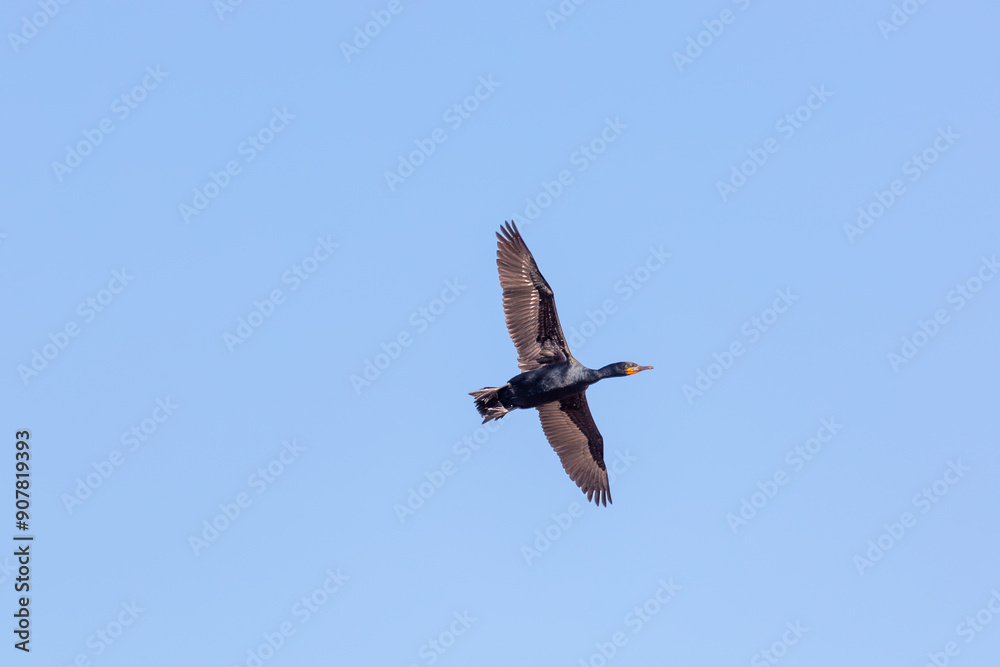 Bird in flight: Flying Cape Cormorant (Phalacrocorax capensis) taken at Stony Point in the Western Cape of South Africa Bird in flight: Flying Cape Cormorant (Phalacrocorax capensis) taken at Stony Point in the Western Cape of South Africa