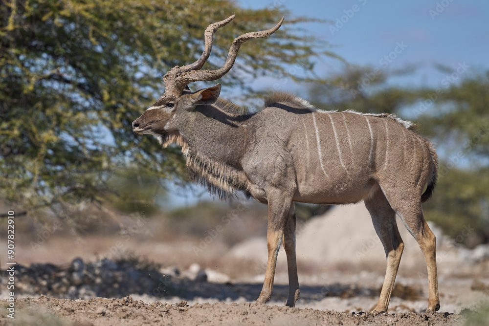 Male Greater Kudu (Tragelaphus strepsiceros) with its horns covered in mud at a waterhole in Onguma Nature Reserve bordering Etosha National Park, Namibia. Male Greater Kudu (Tragelaphus strepsiceros) with its horns covered in mud at a waterhole in Onguma Nature Reserve bordering Etosha National Park, Namibia.