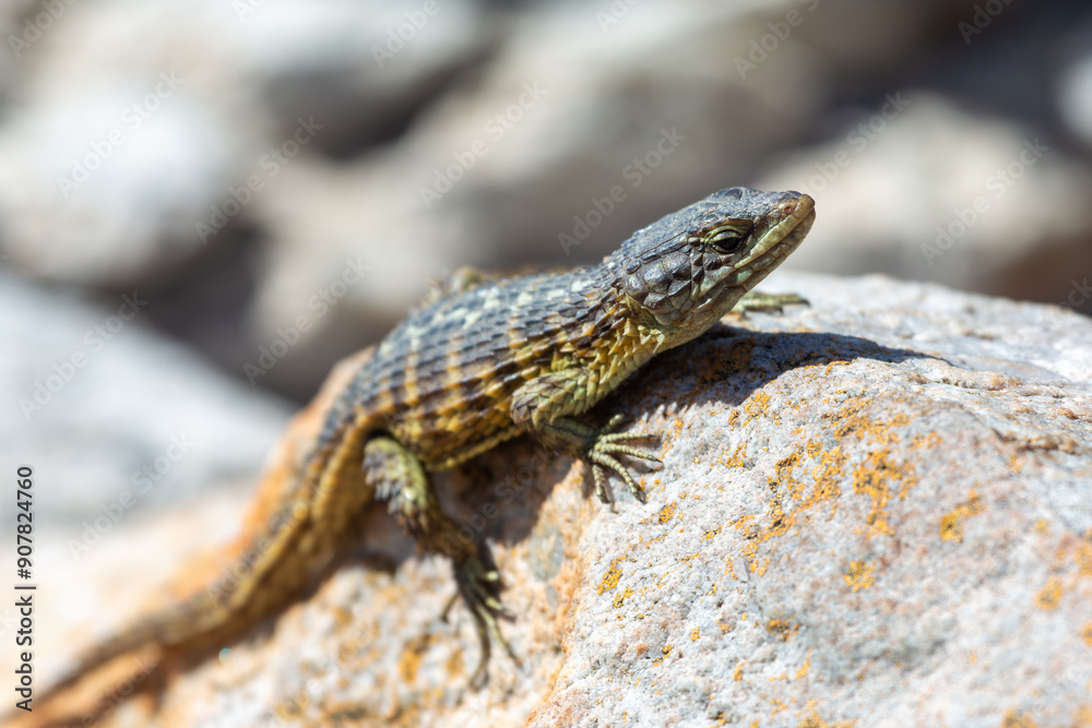Cape girdled lizard (Cordylus Cordylus) seen at the Penguin colony at Betty's Bay in the Western Cape of South Africa Cape girdled lizard (Cordylus Cordylus) seen at the Penguin colony at Betty's Bay in the Western Cape of South Africa
