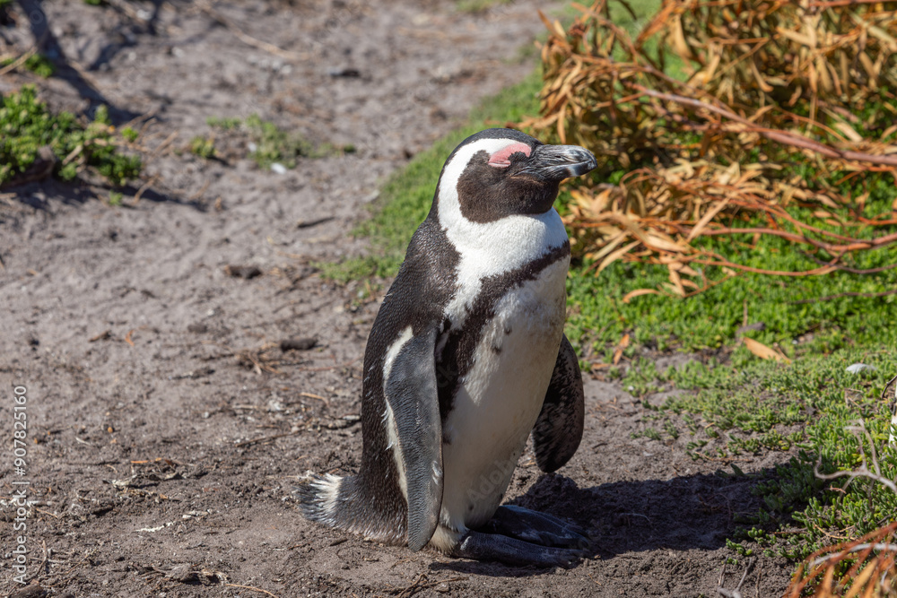 Fototapeta premium Frontal picture of a Penguin on Stony Point in Betty's Bay, Western Cape of South Africa