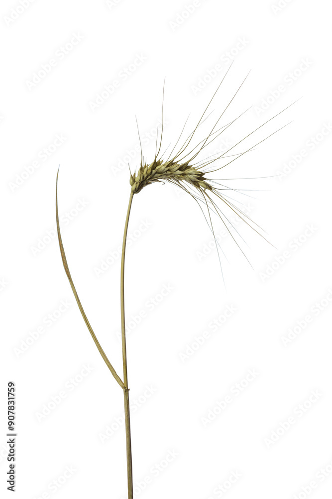 Obraz premium ears of wheat