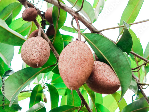 Fresh fruits of Manilkara zapota fruit for healthy, on the tree in an organic farm, taken in the Myanmar. commonly known as sapodilla, sapote, chicozapote, chicoo, naseberry, nispero, or soapapple. photo