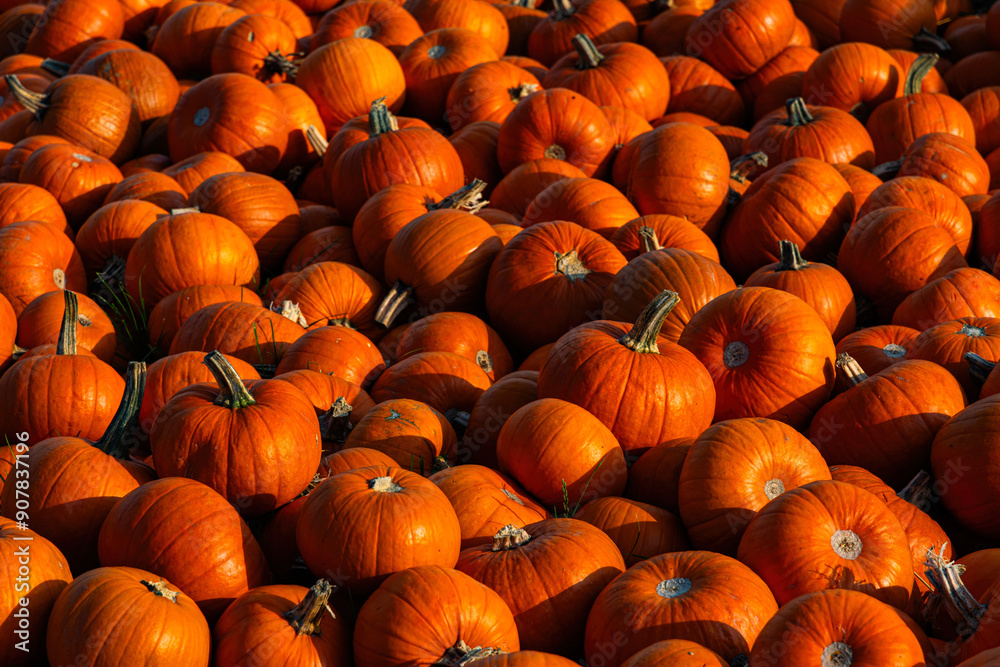 Pile of pumpkins, Halloween decorations Pile of pumpkins, Halloween decorations