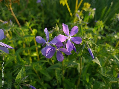 Serene Beauty: Blue Phlox Blossoms in the Garden
