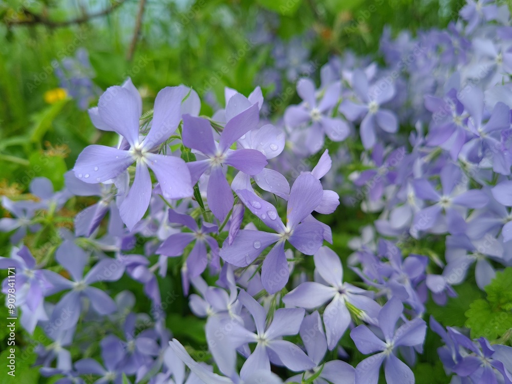 Serene Beauty: Blue Phlox Blossoms in the Garden
