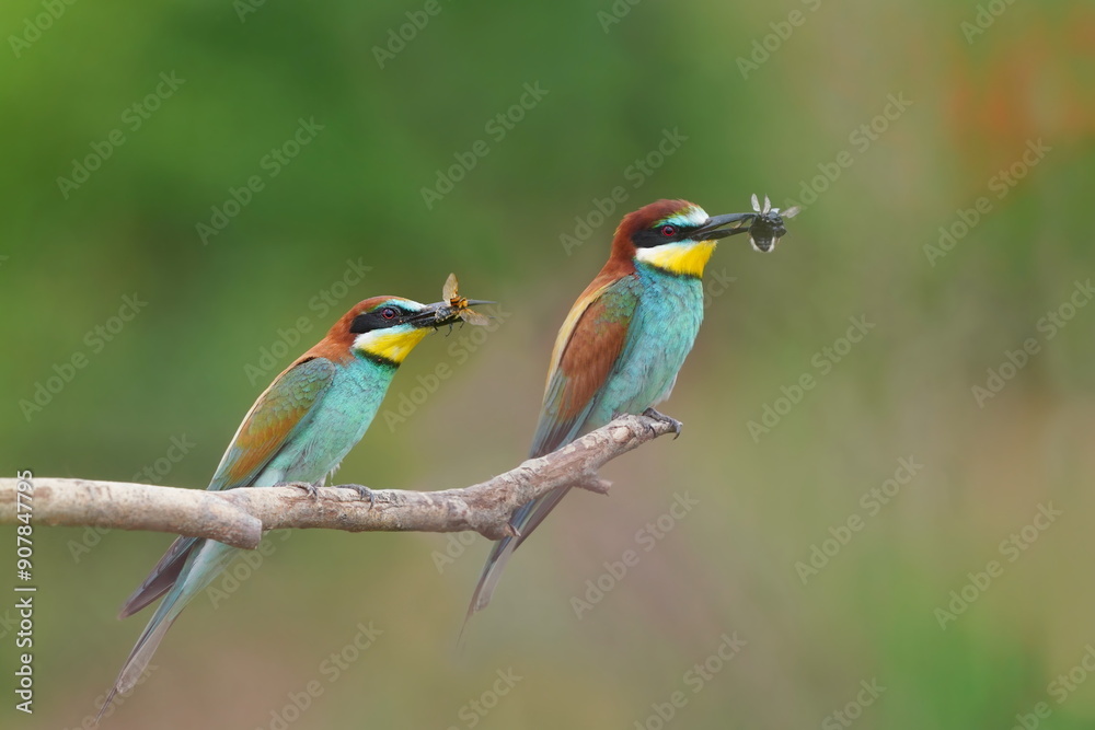 Obraz premium Two bee-eater sits on a branch and has a insect in its beak. Merops apiaster
