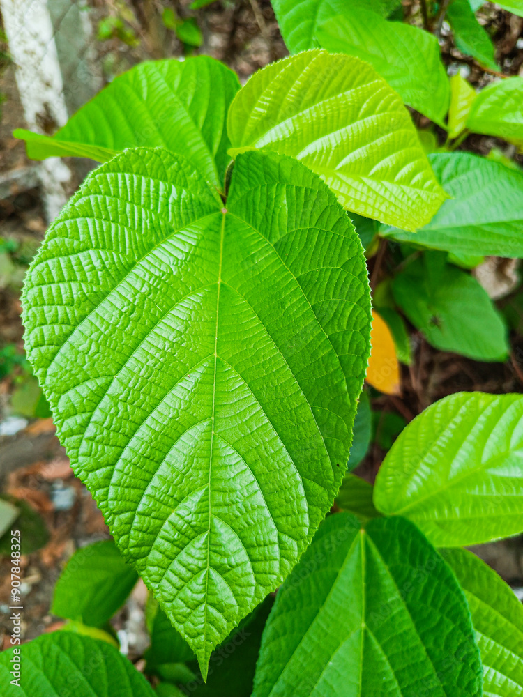 green beautiful leaves of Grewia tiliifolia, in Myanmar natural garden. green beautiful leaves of Grewia tiliifolia, in Myanmar natural garden.