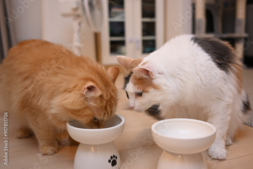 2匹で一緒に仲良くご飯を食べる猫（マンチカンとメインクーン）