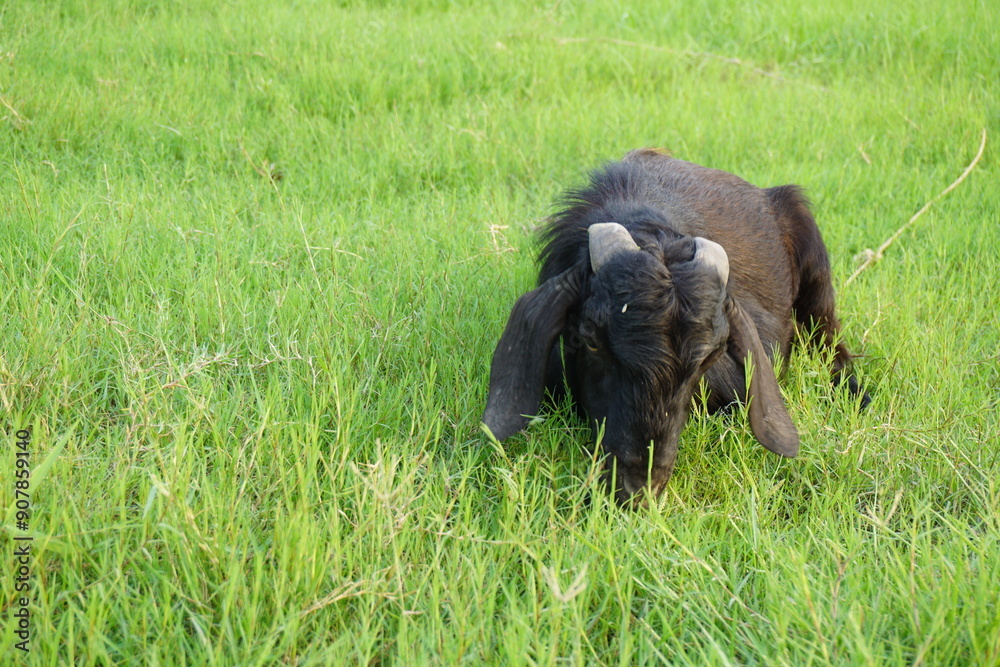 A goat eating grass and walking in the green grass, A sheep grazing alone on a farmland, A colorful goat eating green grass on a grassland A goat eating grass and walking in the green grass, A sheep grazing alone on a farmland, A colorful goat eating green grass on a grassland