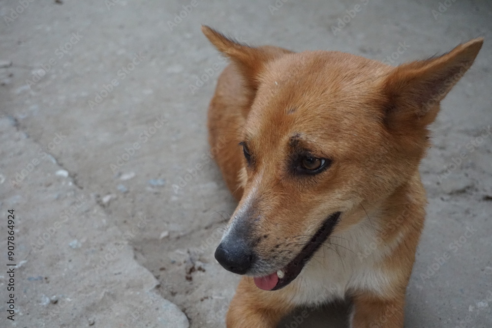 Abandoned stray dog resting on the street, Closeup shot of a helpless street puppy, Helpless hungry dog searching for food and shelter Abandoned stray dog resting on the street, Closeup shot of a helpless street puppy, Helpless hungry dog searching for food and shelter