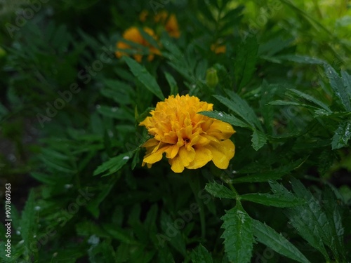 Vibrant Orange Marigolds in Full Bloom
 photo