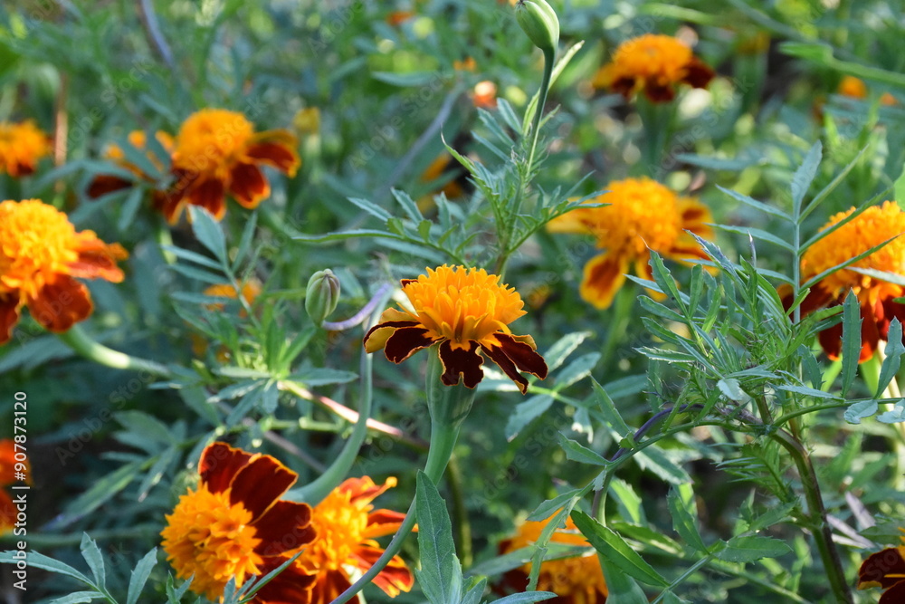 Vibrant Orange Marigolds in Full Bloom
