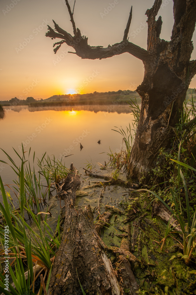 Old fallen tree stand on the beach around the river , morning on a lake . Sunrise over the trees . Grass and tree . Lake in forest , beautiful landscape , nature . Summer morning . Golden hour, green Old fallen tree stand on the beach around the river , morning on a lake . Sunrise over the trees . Grass and tree . Lake in forest , beautiful landscape , nature . Summer morning . Golden hour, green