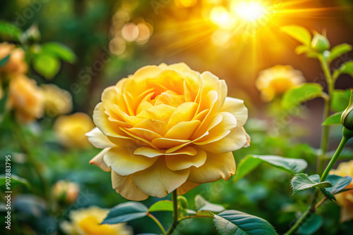 Beautiful bright yellow rose blooms solo in lush greenery surrounded by delicate ruffled petals, soft focus, sunny warm light, serene and peaceful garden ambiance.