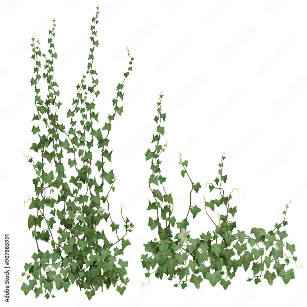 3D rendered illustration of a green ivy isolated on transparent background 3D rendered illustration of a green ivy isolated on transparent background