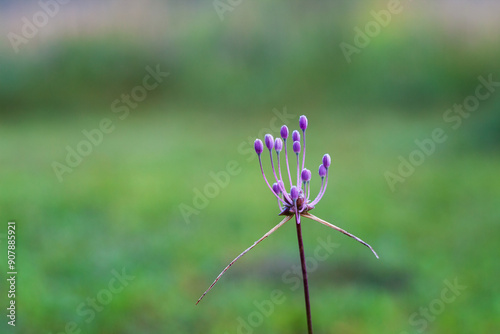 Fiore di aglio delle streghe, allium carinatum, pianta selvatica di prati e campi.