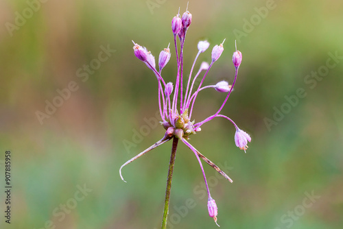 Primo piano di un fiore nel prato. Profondità di campo. Fiore dell'aglio delle streghe, allium carinatum, pianta selvatica di prati e campi.
