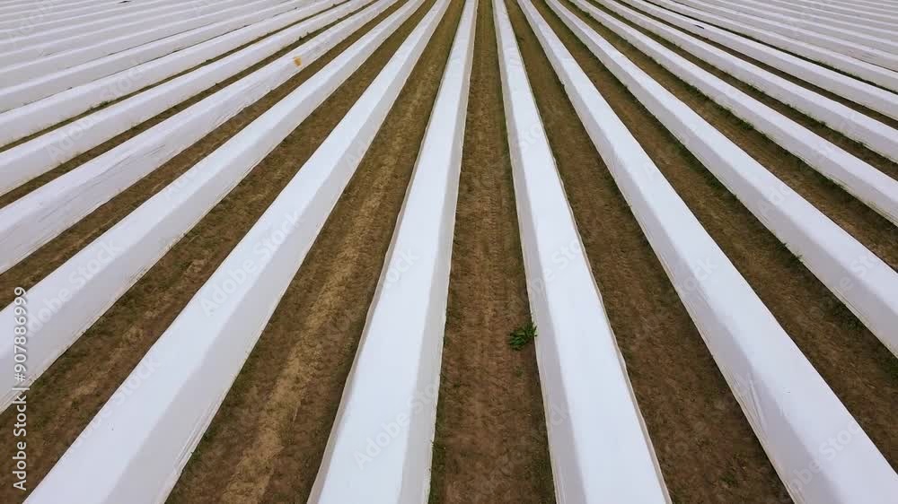 drone flight along the hills of an asparagus field covered by white planes drone flight along the hills of an asparagus field covered by white planes