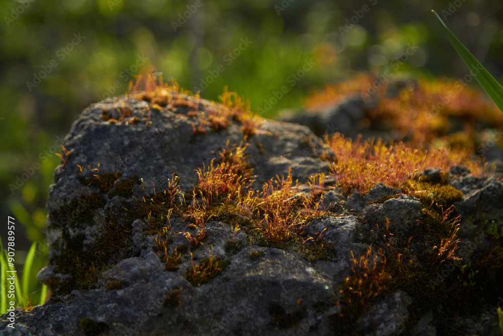 Obraz premium Close-up of orange moss on stone. Beautiful orange moss grows on stone