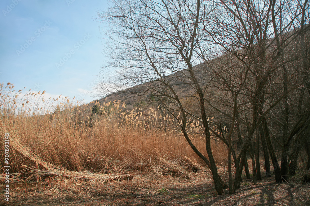 Trees without leaves under the shade, red reeds, grasses, meadows.