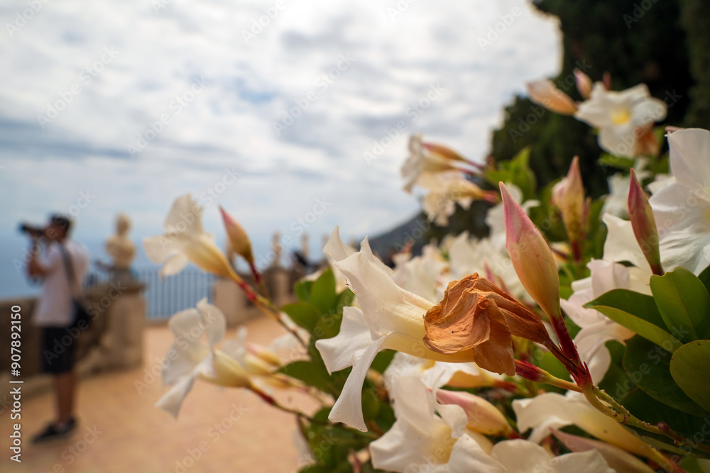 Photographer Capturing Scenic View with Beautiful Flowers in Foreground, cimbrone villa in Ravello, Italy