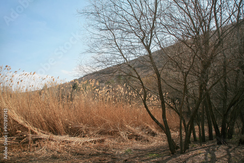 Trees without leaves under the shade, red reeds, grasses, meadows.