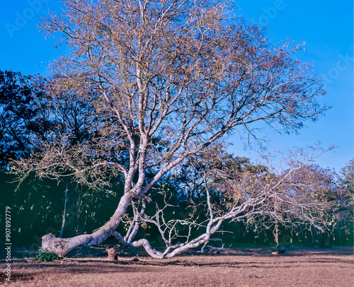 White Sucupira Tree, Pterodon emarginatus, Sucupira-branca, typical Cerrado's Tree. Brasilia, Brazil, 2022 photo