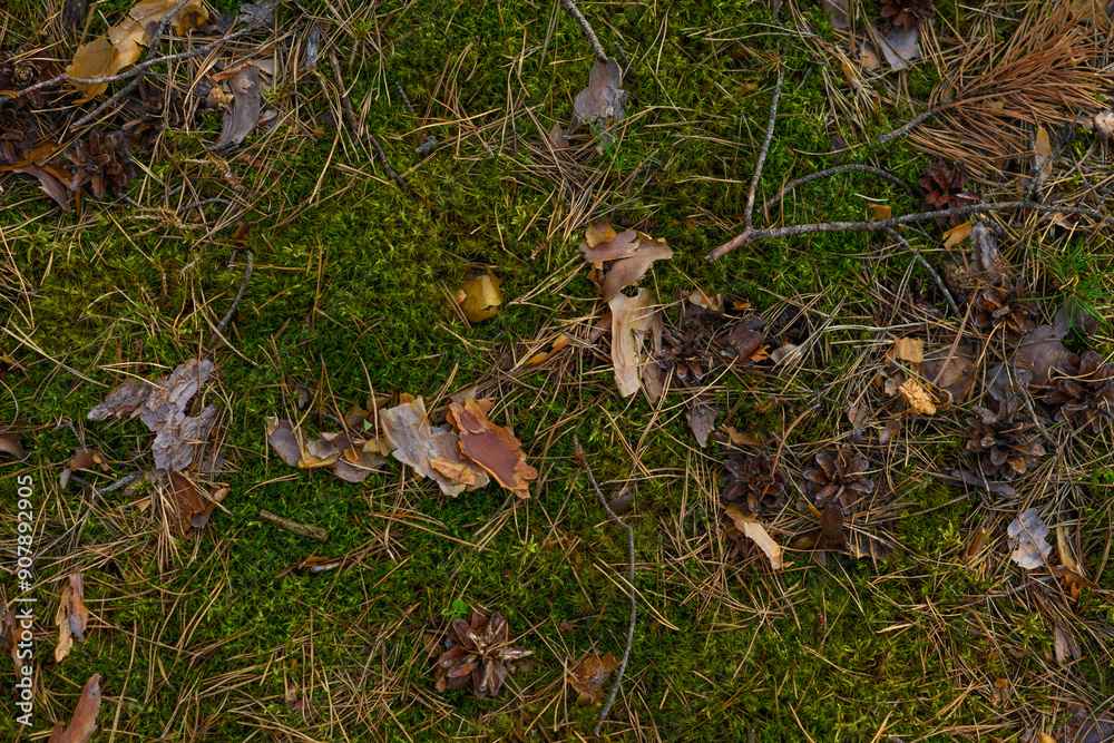 Background of forest land litter of moss and fallen branches and cones. Background of forest land litter of moss and fallen branches and cones.