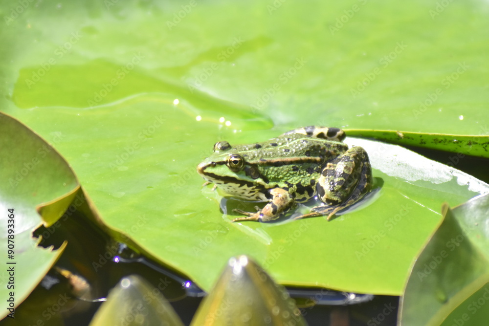 grüner Teichfrosch 