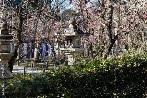 京都, 北野天満宮, 梅花、神社、梅花祭、紅色、木、青空、伝統的な建築