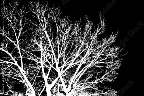 Transparent complex silhouette of tree branches, artistically designed on a dark background