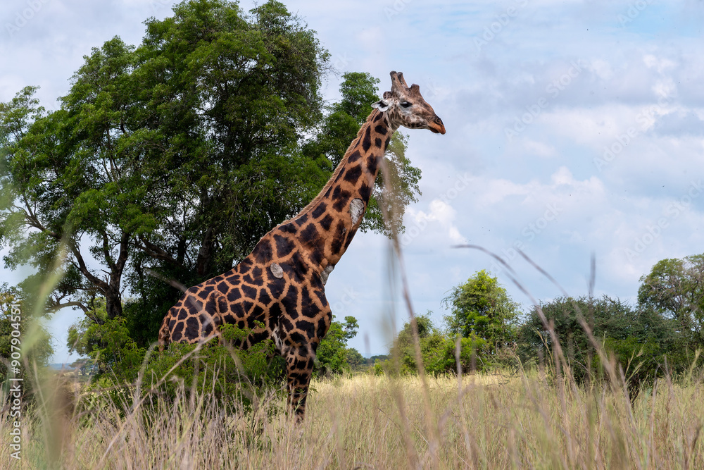 Fototapeta premium Große alte Giraffe mit Abschürfungen in sonniger Landschaft