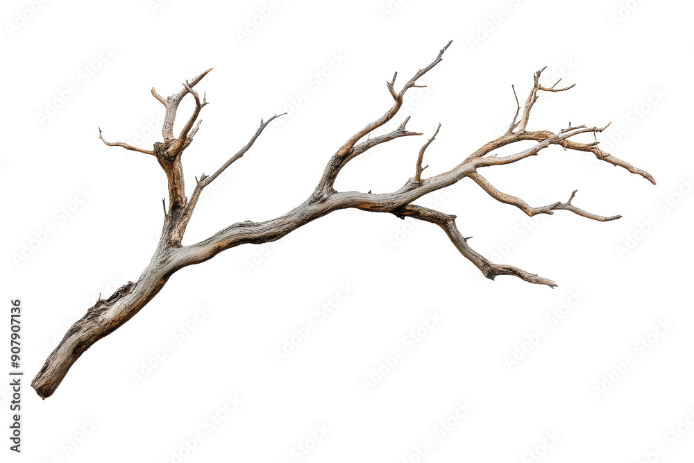 A dry tree branch with intricate shapes and textures is isolated against a white background, showcasing its natural beauty and unique form A dry tree branch with intricate shapes and textures is isolated against a white background, showcasing its natural beauty and unique form