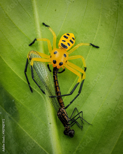 Eight-spotted Crab Spider.  (Platythomisus octomaculatus) photo