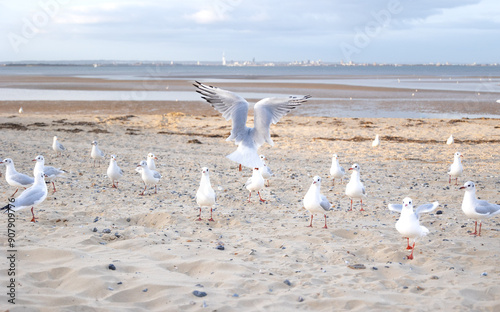 Listen up! A gull holds court over a group of others