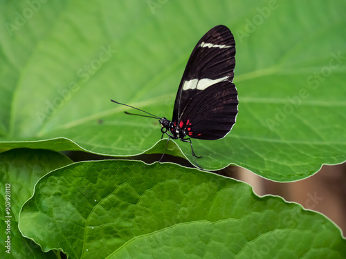 Heliconius doris, the Doris longwing or Doris is a species of butterfly in the family Nymphalidae. Macro close up of delicate insect with black, white and red wings on a green leaf.