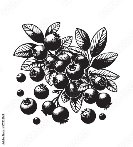 Blueberries fruit silhouette vector,black and white color