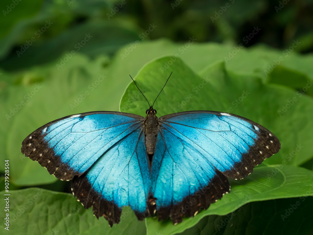 Obraz premium Close up of Blue Morpho, Morpho peleides, big butterfly sitting on green leaves, found in Mexico, Central America, northern South America, Paraguay.
