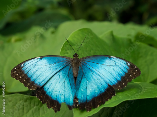 Close up of Blue Morpho, Morpho peleides, big butterfly sitting on green leaves, found in Mexico, Central America, northern South America, Paraguay.