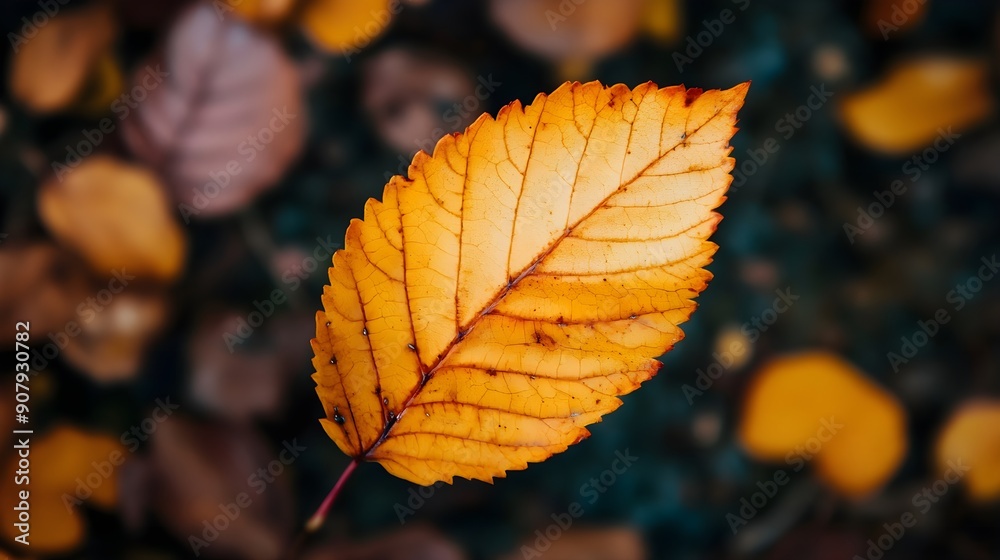 Autumn leaf close-up, background, wallpaper. Best Graphic Resources
