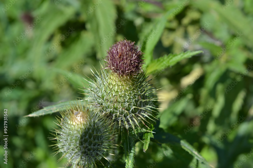 Close-Up of Prickly Thistle Flower Blooming in the Wild