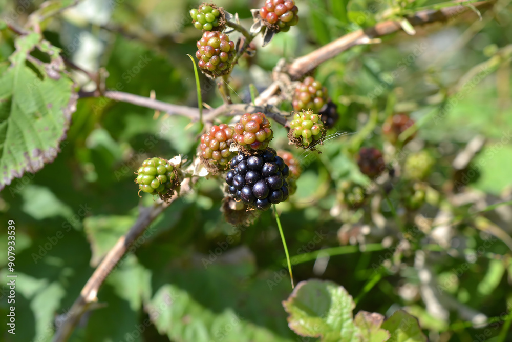 Close-Up of Blackberries on Bush: Wild Berries in Their Natural Habitat Close-Up of Blackberries on Bush: Wild Berries in Their Natural Habitat