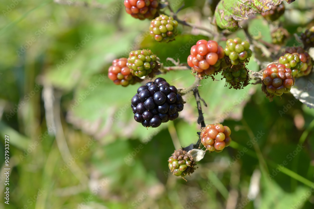 Close-Up of Ripening Blackberries on Bush in Sunny Field Close-Up of Ripening Blackberries on Bush in Sunny Field