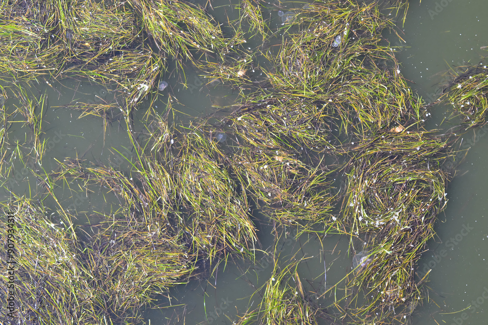 Submerged Seaweed: Dense Clusters of Aquatic Plants in Clear Water Submerged Seaweed: Dense Clusters of Aquatic Plants in Clear Water
