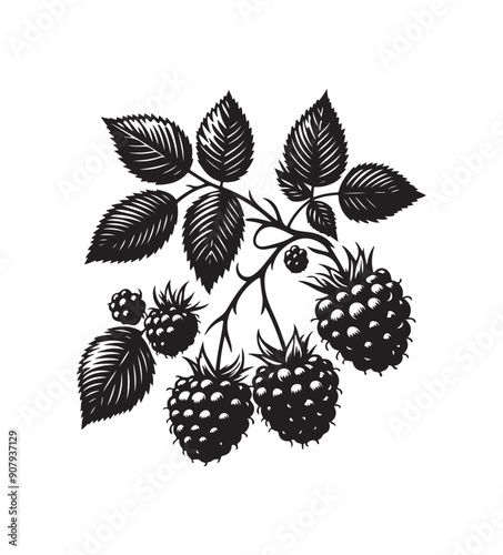 Blackberries fruit silhouette vector,black and white color