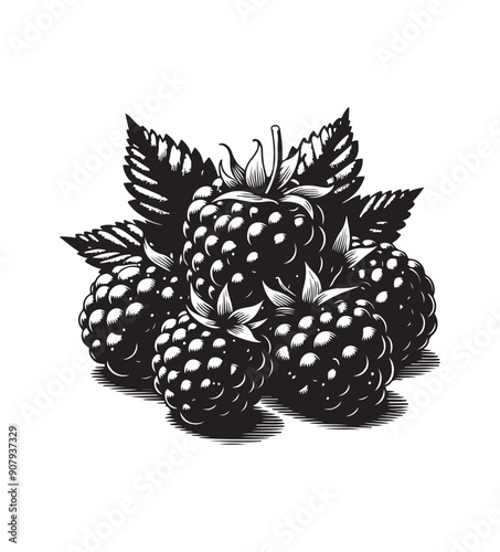 Blackberries fruit silhouette vector,black and white color