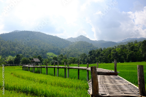 landscape of woven wooden bridge for walking across agriculture field and greenery paddy rice terrace to homestay and hut on hill in Thailand